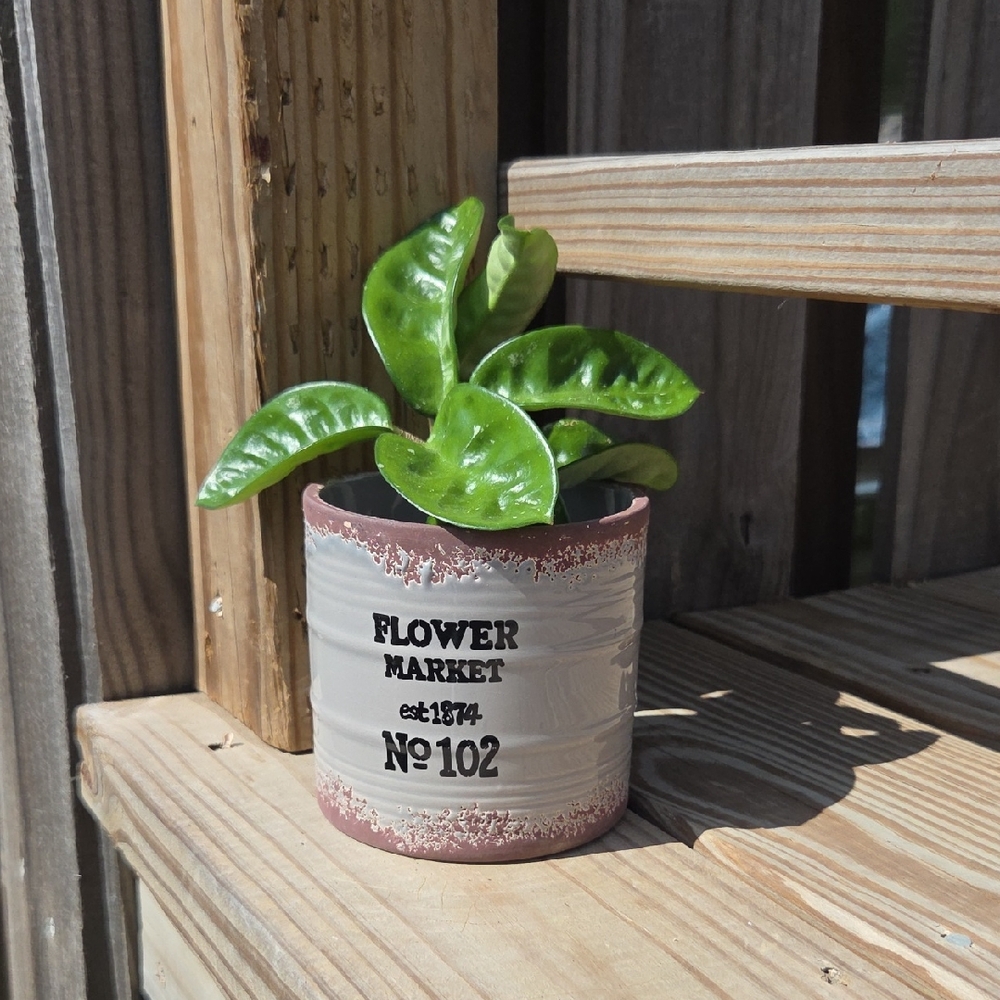 Modern Flower Market Bucket Glazed Ceramic Pottery 3.5" Planter